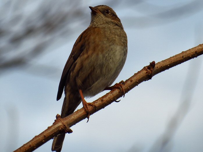 Dunnock