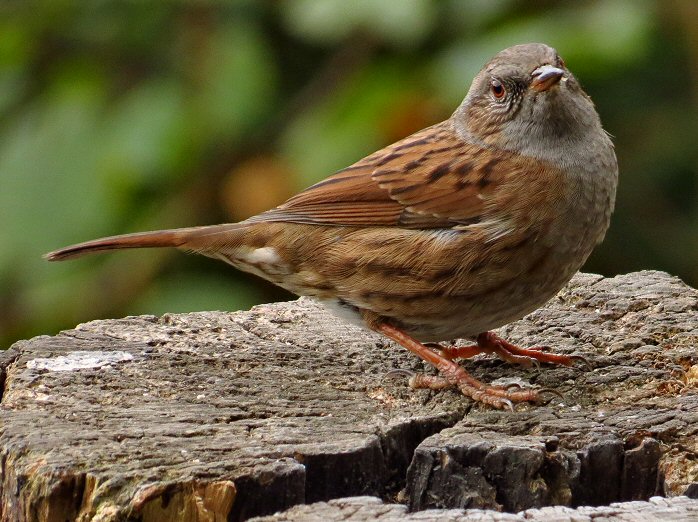 Dunnock