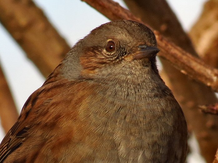 Dunnock