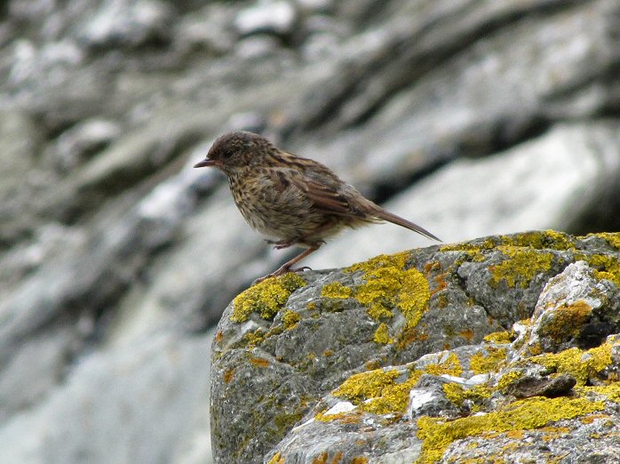 Dunnock