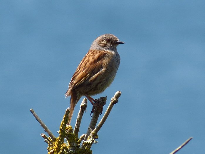 Dunnock