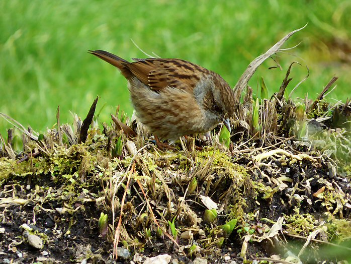 Dunnock - Cotehele