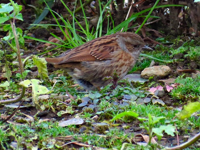 Dunnock - Cotehele