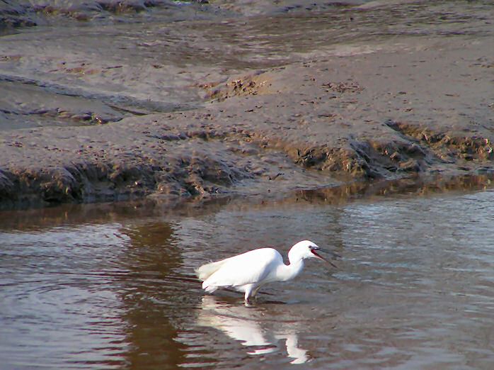 Little Egret, Kingsbridge, Devon