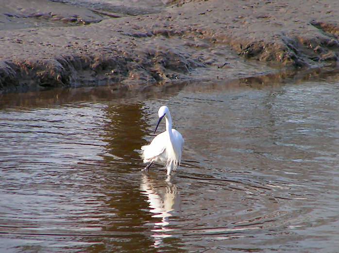 Little Egret, Kingsbridge, Devon