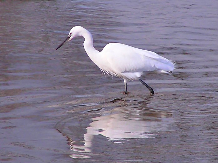 Little Egret, Kingsbridge, Devon