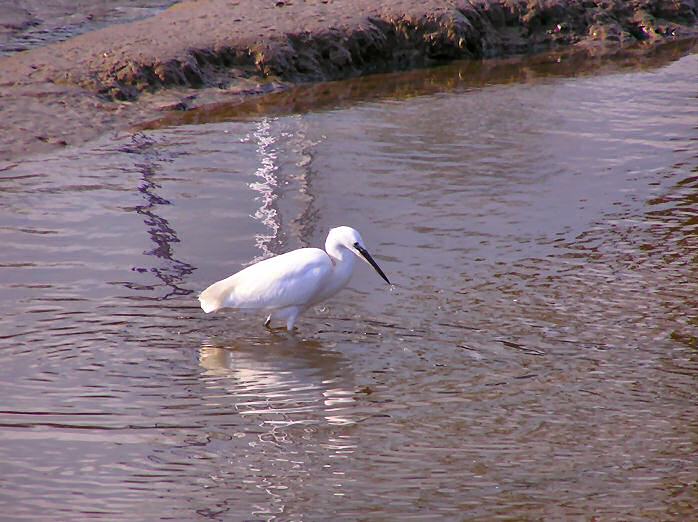 Little Egret, Kingsbridge, Devon