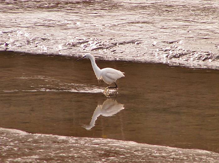 Little Egret, Kingsbridge, Devon