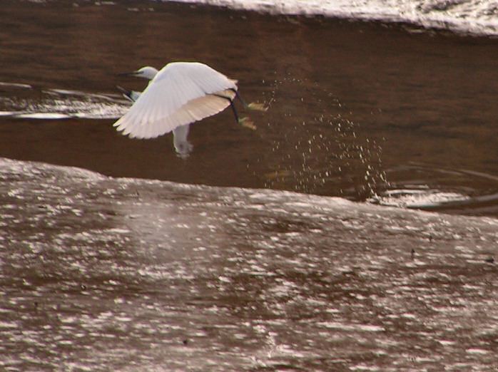 Little Egret, Kingsbridge, Devon