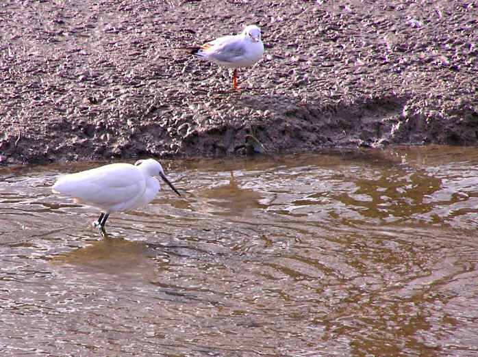 Little Egret, Kingsbridge, Devon