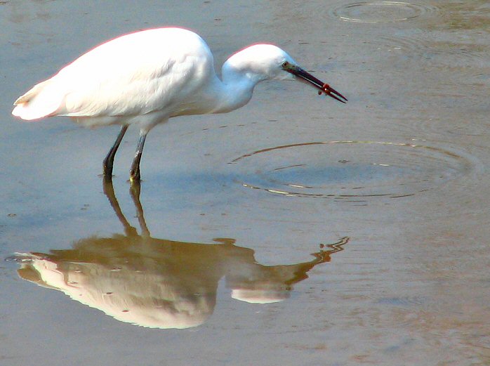 Little Egret, Kingsbridge, Devon