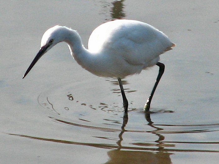 Little Egret, Kingsbridge, Devon