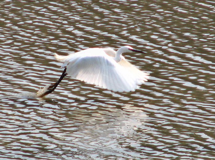 Little Egret, Kingsbridge, Devon