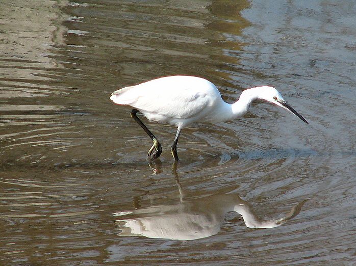 Little Egret, Kingsbridge, Devon