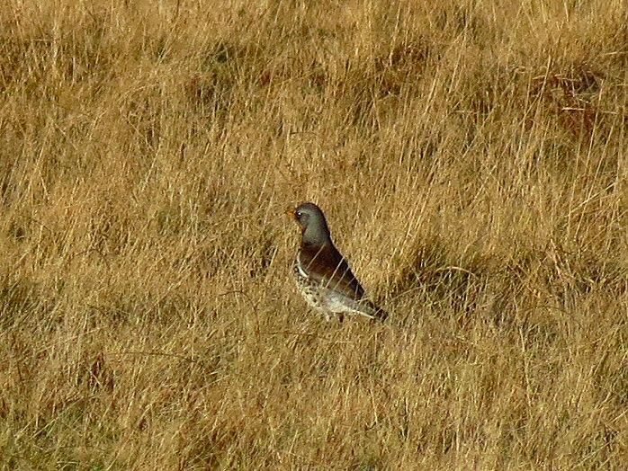 Fieldfare