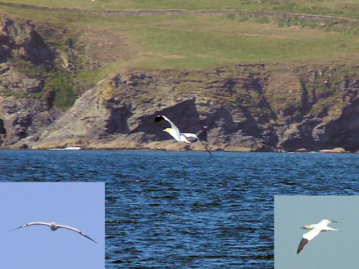 Gannet - Camel Estuary