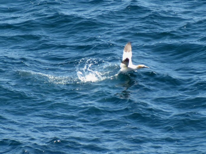 Gannet