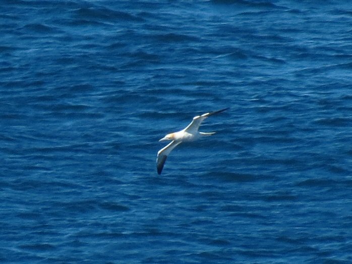 Gannet