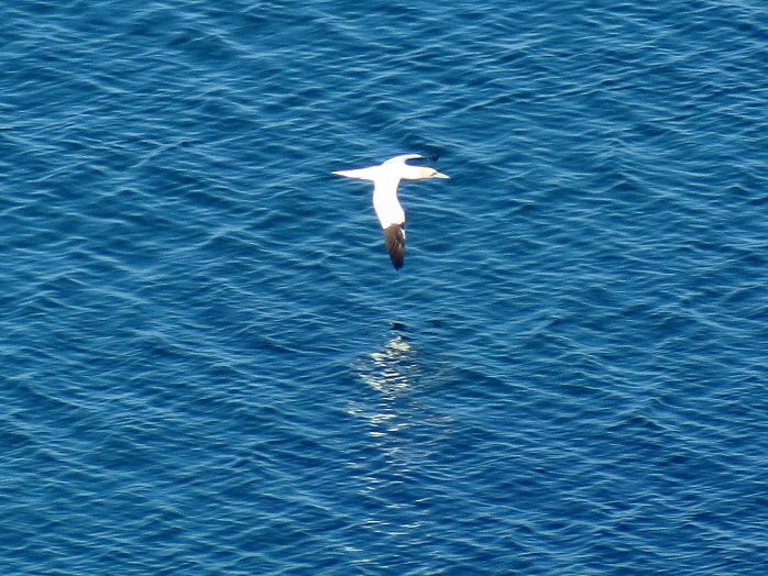 Gannet