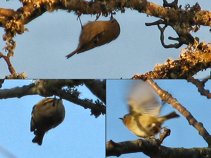 Goldcrest - Slapton Ley