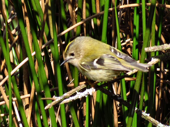 Goldcrest - Dartmoor