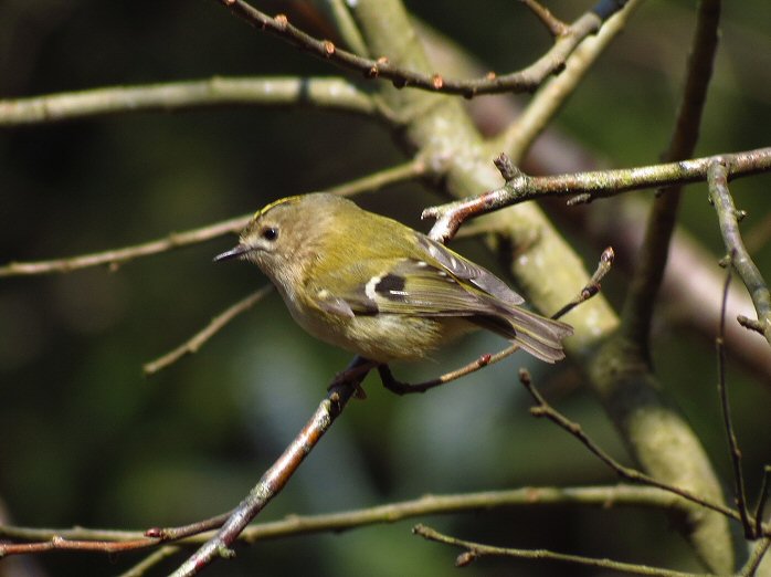 Goldcrest - Dartmoor