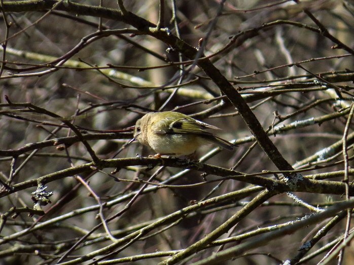Goldcrest - Dartmoor