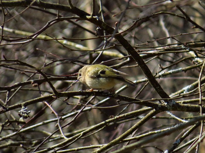 Goldcrest - Dartmoor