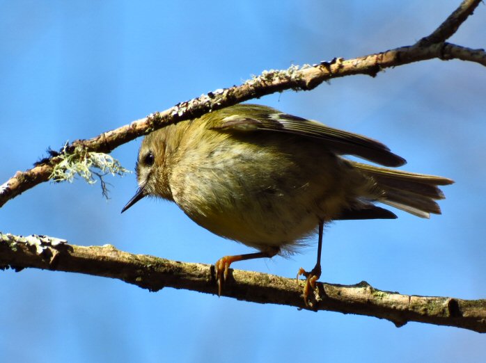 Goldcrest - Dartmoor