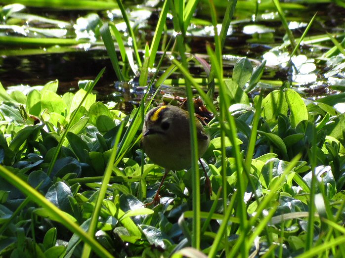 Goldcrest - Dartmoor