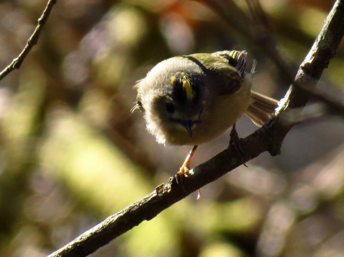 Goldcrest - Dartmoor