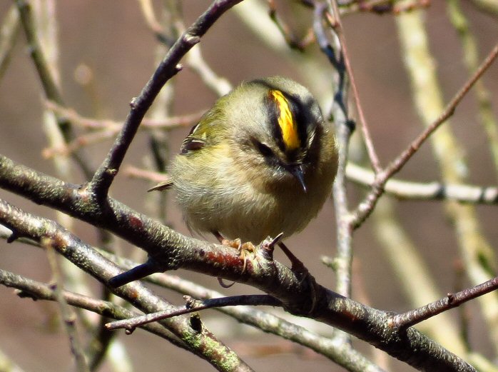 Goldcrest - Dartmoor