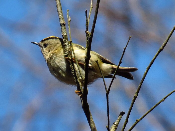 Goldcrest - Dartmoor