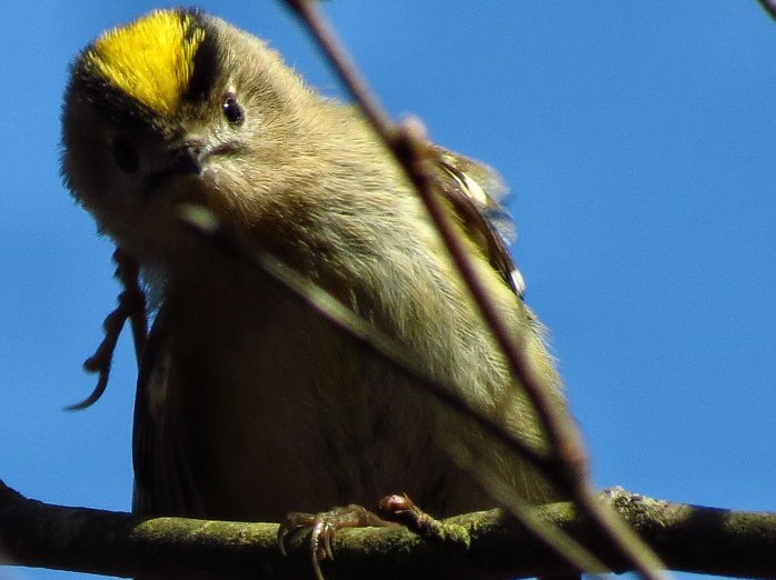 Goldcrest - Dartmoor