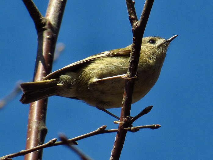 Goldcrest - Dartmoor