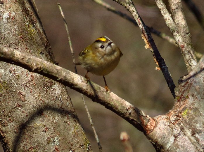 Goldcrest - Dartmoor