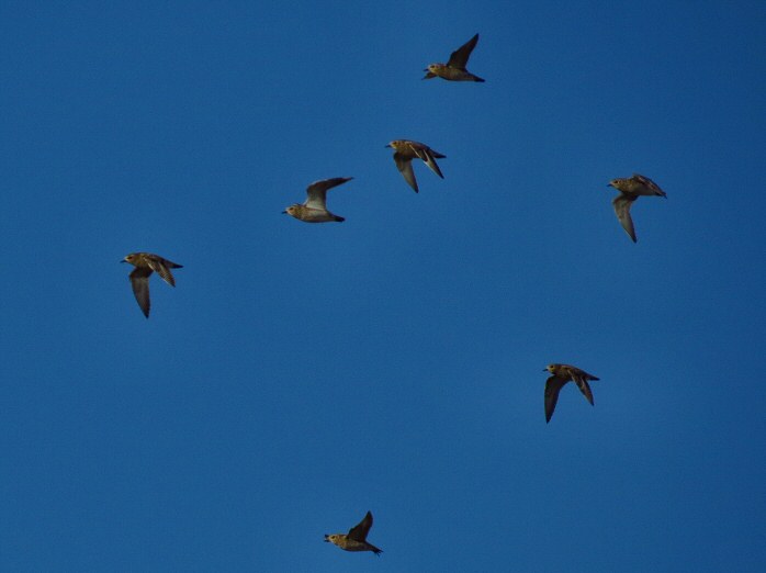 Golden Plover - Dartmoor