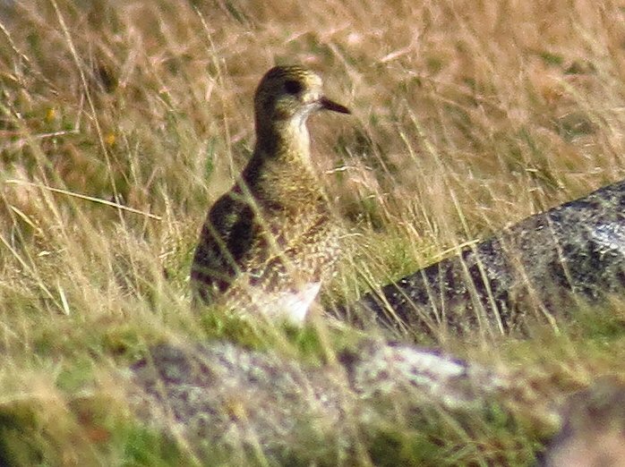 Golden Plover - Dartmoor