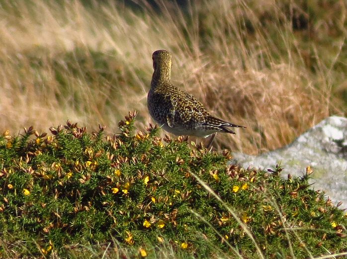 Golden Plover - Dartmoor