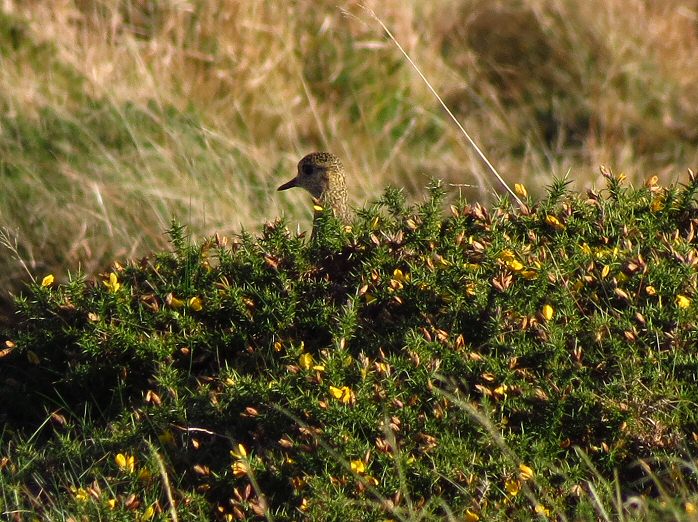 Golden Plover - Dartmoor