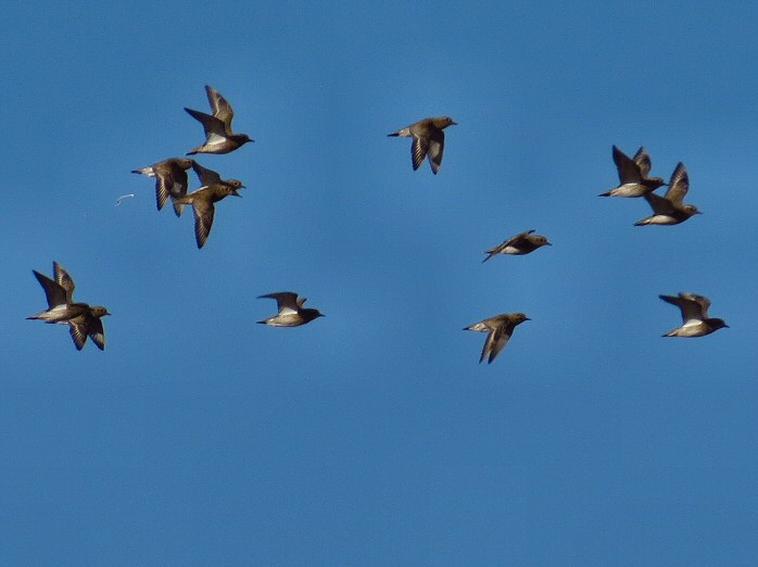 Golden Plover - Dartmoor