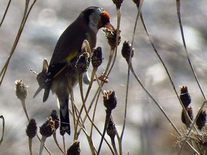 Goldfinch, Slapton Ley