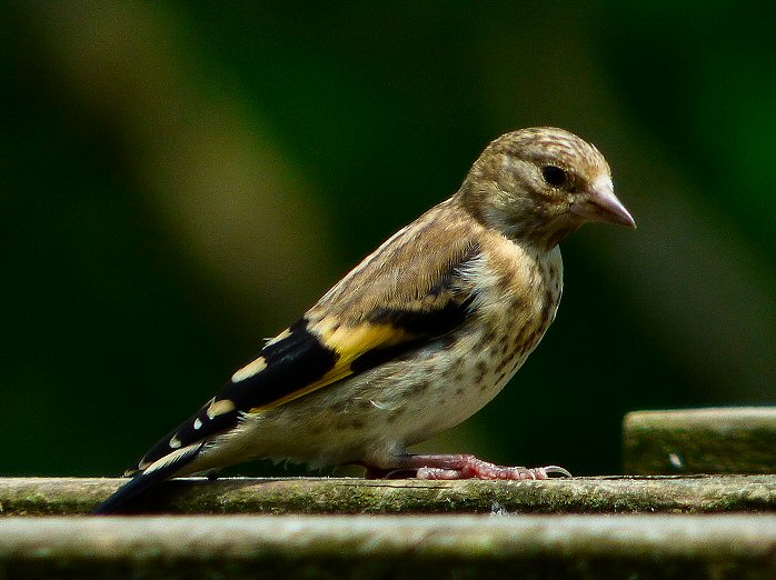 Goldfinch, Garden