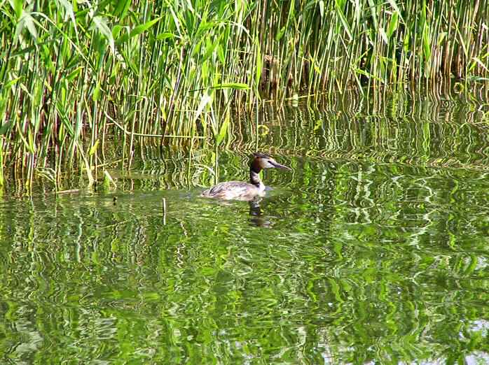 Great Crested Grebe, Slapton Ley