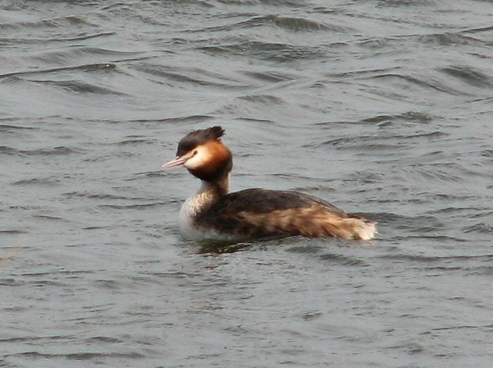 Great Crested Grebe, Slapton Ley