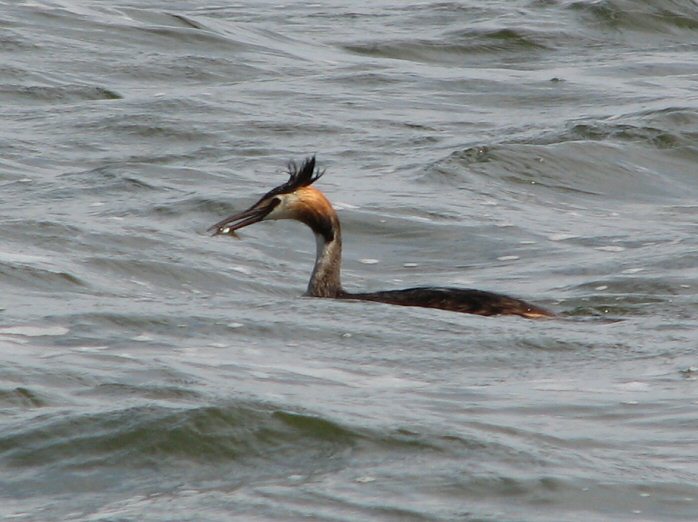 Great Crested Grebe, Slapton Ley