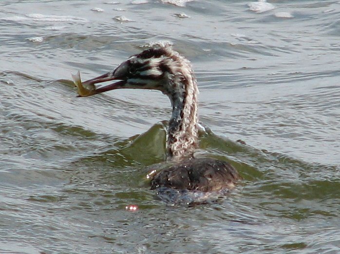 Great Crested Grebe - Juvenile, Slapton Ley