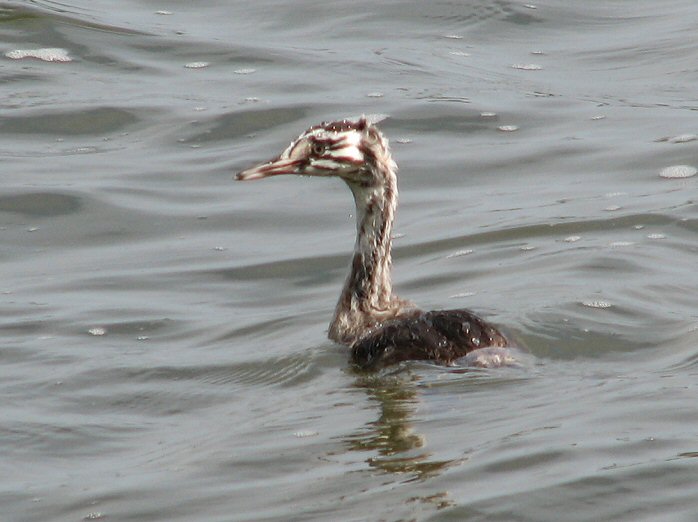 Great Crested Grebe - Juvenile, Slapton Ley