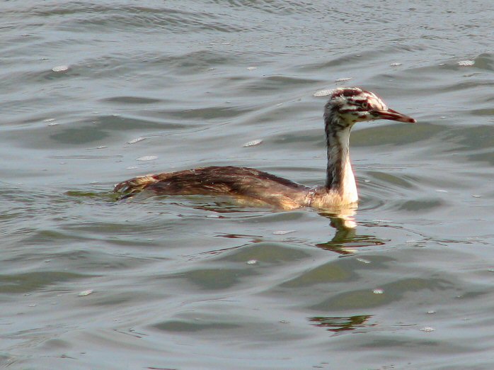 Great Crested Grebe - Juvenile, Slapton Ley