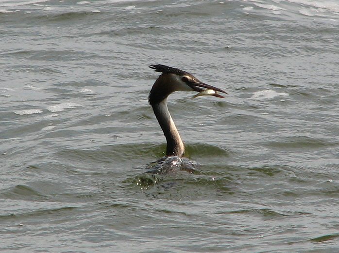 Great Crested Grebe, Slapton Ley